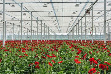 Flowering gerberas in a large greenhouse