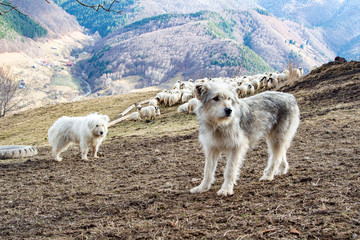 Fototapeta premium Shepherd dogs on guard