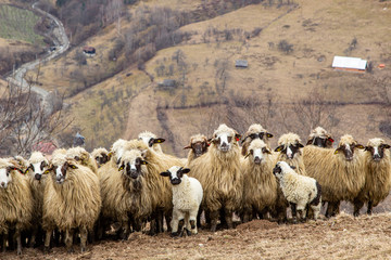 Sheep in the mountains of Romania