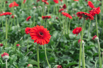 Closeup of beautiful red gerberas in a greenhouse