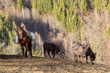Farm in the mountains of Romania