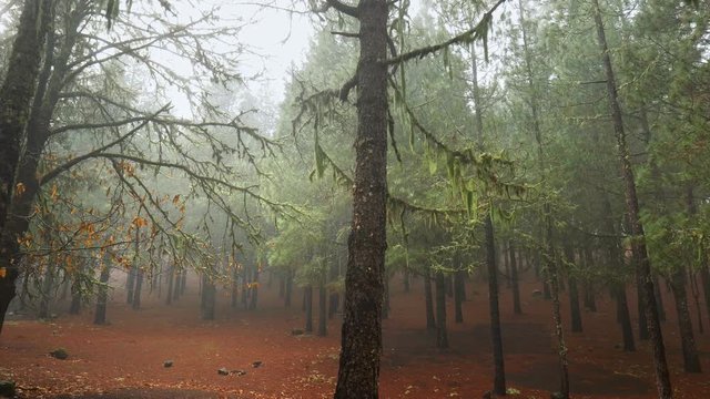 Walking through the mysterious foggy forest in Gran Canaria mountains. Canary islands.
