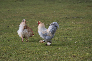 Glücklicher Rasse Hahn und Henne auf Bio Bauernhof, Freilandhaltung