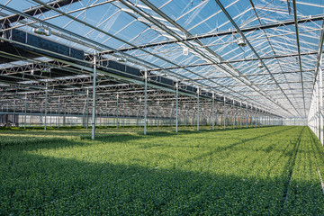 Fototapeta premium Flowering chrysanthemums and santinis in a large greenhouse