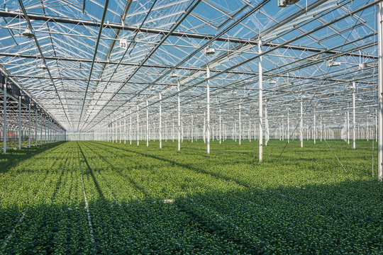 Flowering chrysanthemums and santinis in a large greenhouse