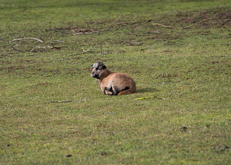 Schafherde, Kamerunschafe, Schafbaby, Lamm, Zwillinge im Freigehege auf Bio Bauernhof