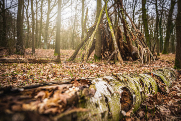 Wald