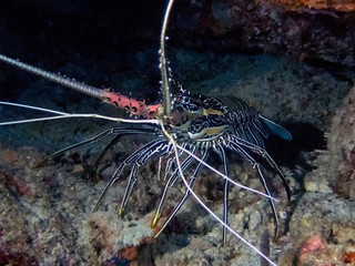 Painted Spiny Lobster (Panulirus versicolor)
