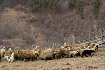 Flock of sheep in the mountains of Romania