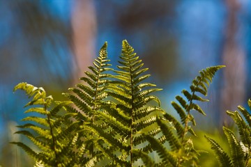 light green, young and healthy fronds of fern grow in spring sun, colourful natural forest and sky...