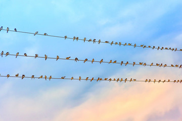 Spring swallows sit on electric wires. Many Swallows sitting on wires on a background of blue sky and white clouds