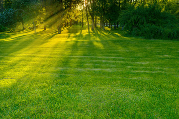 Obraz na płótnie Canvas Green Park with natural light. Green Park with lawn and trees in the city at sunset