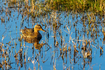 Female of mallard (Anas platyrhynchos) at dawn in the Natural Park of the Marshes of Ampurdán.