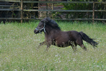 A cute Shetland pony galloping in the meadow.