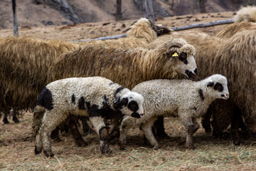 Fototapeta premium Flock of sheep in the mountains of Romania