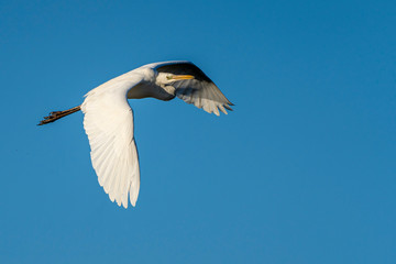 White heron (ardea alba) flying at dawn in the Natural Park of the Marshes of Ampurdán.