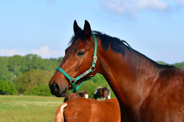 Obraz premium Portrait of a beautiful bay warmblood horse.