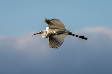 White heron (ardea alba) flying at dawn in the Natural Park of the Marshes of Ampurdán.