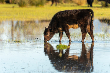 Calf grazing in the Marshes of the Ampurdan.