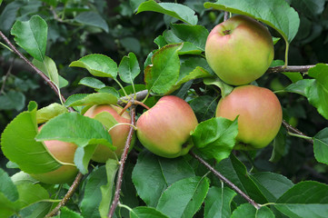 Apples ripen on the tree branch