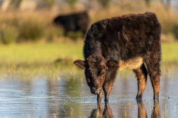 Calf grazing in the Marshes of the Ampurdan.