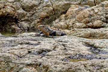 Costa Rican Dragons