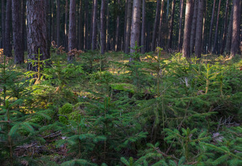 Fototapete bei efototapeten.de bestellen   