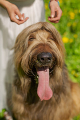 A red hair girl and her pet briard are playing and doing exercises on the green grass in spring.