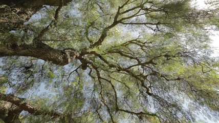 Fototapeta premium Tree blanketing over head