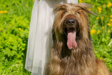 A red hair girl and her pet briard are playing and doing exercises on the green grass in spring.