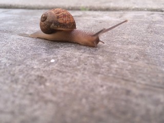 A large snail 