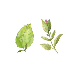 Hand drawing watercolor of a pink bud and leaves. Use for menus, invitations, menus, weddings