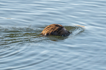 Water rat (arvicola sapidus) getting into the water in the Natural Park of the Marshes of Ampurdán.