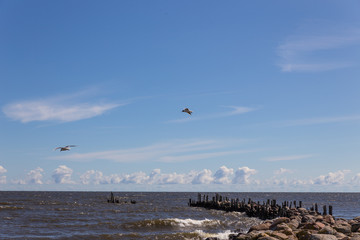 seagulls on the beach