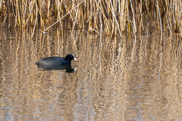 Common coot (fulica atra) at dawn in the Marshes of the Ampurdan.