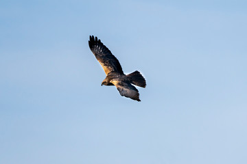 Booted Eagle (hieraaetus pennatus) in the Marshes of the Ampurdan.