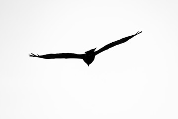 Silhouette of an eagle in flight at sunset.