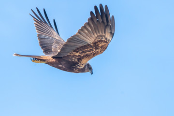 Booted Eagle (hieraaetus pennatus) in the Marshes of the Ampurdan.