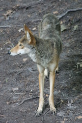 Red Wolf