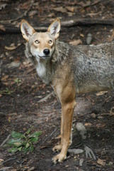 Fototapeta premium Red Wolf