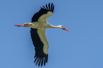 Stork (ciconia ciconia) flying in the Natural Park of the Marshes of Ampurd&aacute;n.