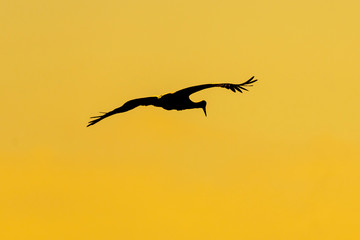 Obraz na płótnie Canvas Silhouette of a stork in flight at sunset.
