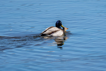 Obraz premium Couple of mallard (Anas platyrhynchos) copulating in the Natural Park of the Marshes of Ampurdán.