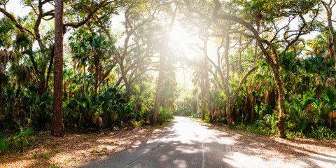 Road Winding Through Lush Green Palmetto Forest