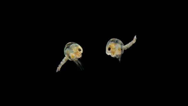The crab larva under the microscope, called Zoea, lives as a part of plankton, feeds on unicellular algae, then it moves to the next stage, the megalopa larva, soon sinks to the bottom and becomes a