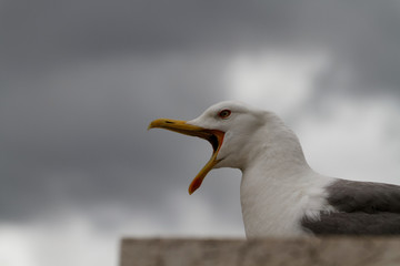 close up of a seagull