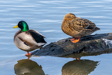 Couple of mallard (Anas platyrhynchos) on a trunk in the Natural Park of the Marshes of Ampurdán.