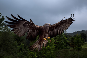 Common buzzard lands after a successful hunt