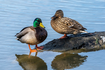 Couple of mallard (Anas platyrhynchos) on a trunk in the Natural Park of the Marshes of Ampurdán.