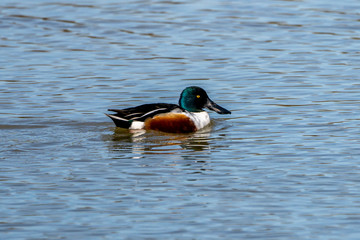 Northern shoveler (spatula clypeata) in the Natural Park of the Marshes of Ampurdán.